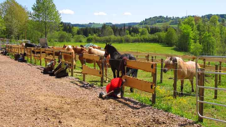 1 Padocks Wanderreiter Stallegg