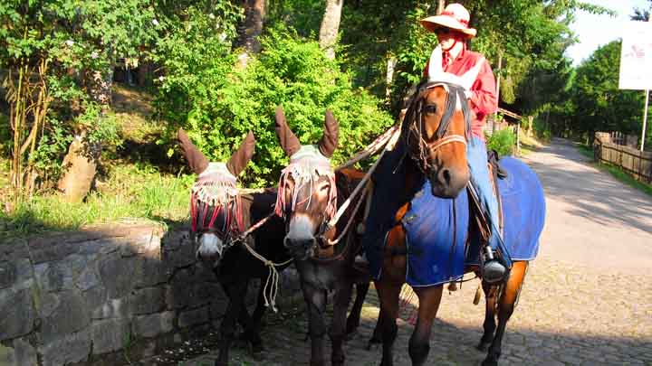 3 Wanderreiter mit Esel