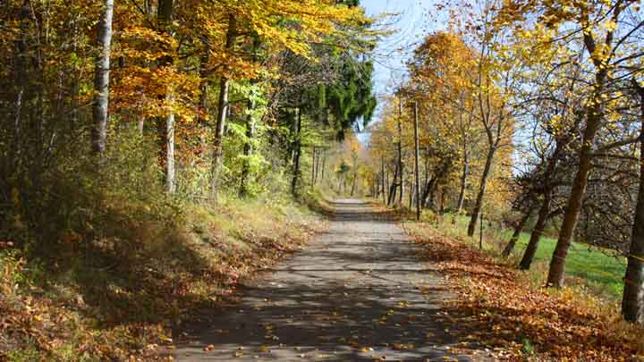 Stallegg Zufahrtsweg Herbst